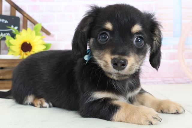 熊本県のチワックス(チワワ×ダックス) (Coo&RIKUカリーノ菊陽店/2026年1月30日生まれ/男の子/ブラックタン)の子犬の2枚目の画像