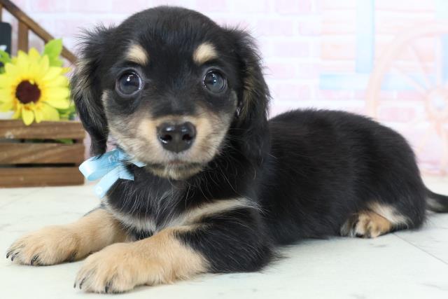 熊本県のチワックス(チワワ×ダックス) (Coo&RIKUカリーノ菊陽店/2026年1月30日生まれ/男の子/ブラックタン)の子犬の3枚目の画像