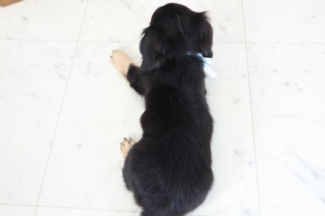 熊本県のチワックス(チワワ×ダックス) (Coo&RIKUカリーノ菊陽店/2026年1月30日生まれ/男の子/ブラックタン)の子犬の4枚目の画像