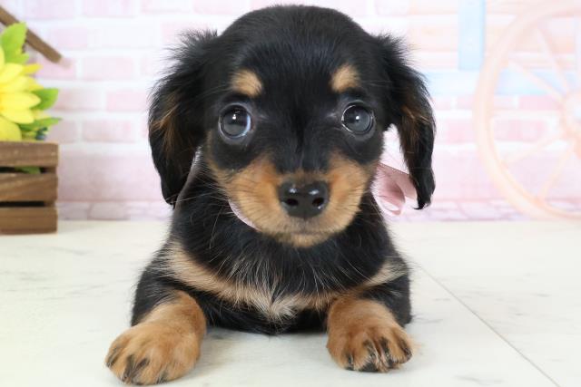 福岡県のチワックス(チワワ×ダックス) (Coo&RIKU福岡西店/2026年1月30日生まれ/女の子/ブラックタン)の子犬の1枚目の画像