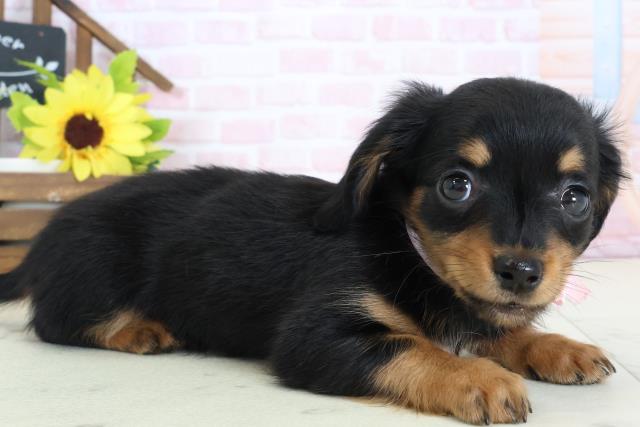 福岡県のチワックス(チワワ×ダックス) (Coo&RIKU福岡西店/2026年1月30日生まれ/女の子/ブラックタン)の子犬の2枚目の画像