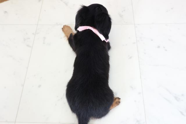 福岡県のチワックス(チワワ×ダックス) (Coo&RIKU福岡西店/2026年1月30日生まれ/女の子/ブラックタン)の子犬の4枚目の画像