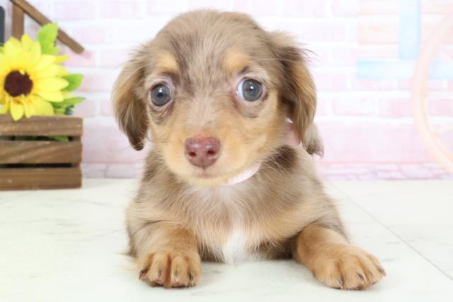 佐賀県のチワックス(チワワ×ダックス) (Coo&RIKU佐賀神埼店/2026年1月30日生まれ/女の子/ダップル)の子犬の1枚目の画像