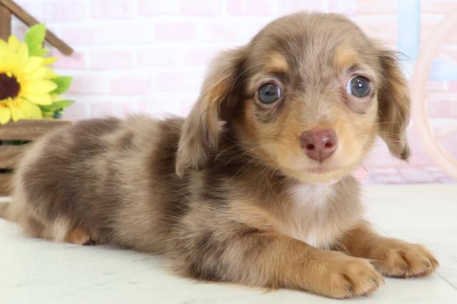 佐賀県のチワックス(チワワ×ダックス) (Coo&RIKU佐賀神埼店/2026年1月30日生まれ/女の子/ダップル)の子犬の2枚目の画像