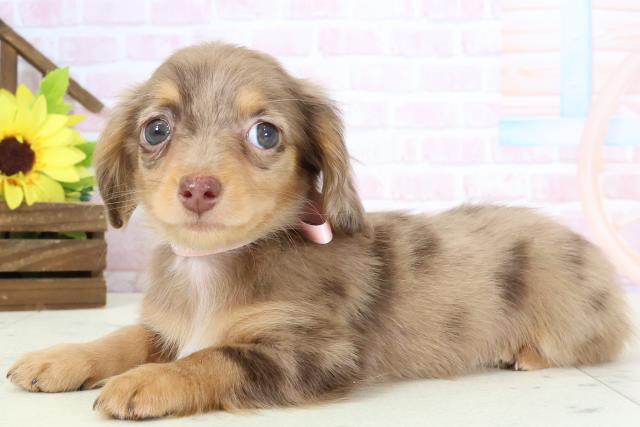 佐賀県のチワックス(チワワ×ダックス) (Coo&RIKU佐賀神埼店/2026年1月30日生まれ/女の子/ダップル)の子犬の3枚目の画像