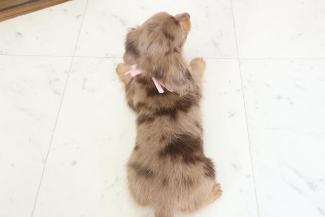 佐賀県のチワックス(チワワ×ダックス) (Coo&RIKU佐賀神埼店/2026年1月30日生まれ/女の子/ダップル)の子犬の4枚目の画像