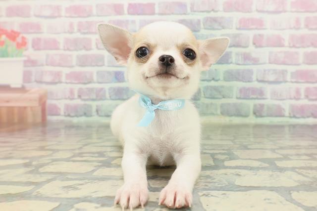 東京都のチワワ(スムース) (Coo&RIKU武蔵小山店/2026年1月29日生まれ/男の子/ホワイトレッド)の子犬の1枚目の画像