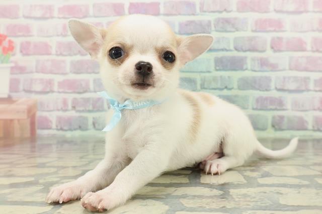 東京都のチワワ(スムース) (Coo&RIKU武蔵小山店/2026年1月29日生まれ/男の子/ホワイトレッド)の子犬の2枚目の画像