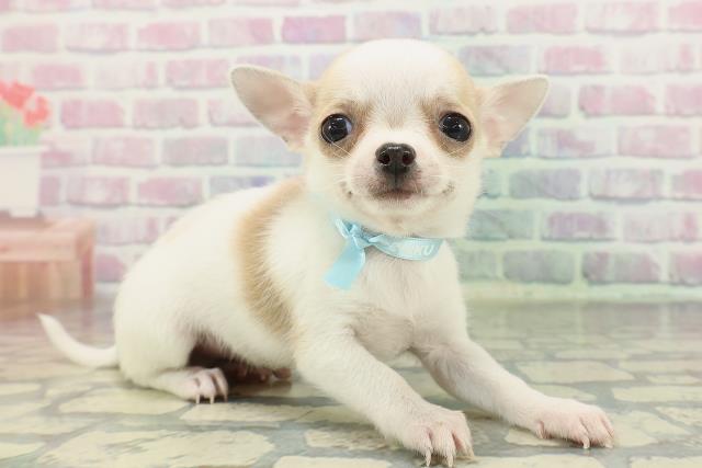 東京都のチワワ(スムース) (Coo&RIKU武蔵小山店/2026年1月29日生まれ/男の子/ホワイトレッド)の子犬の3枚目の画像