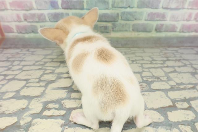 東京都のチワワ(スムース) (Coo&RIKU武蔵小山店/2026年1月29日生まれ/男の子/ホワイトレッド)の子犬の4枚目の画像