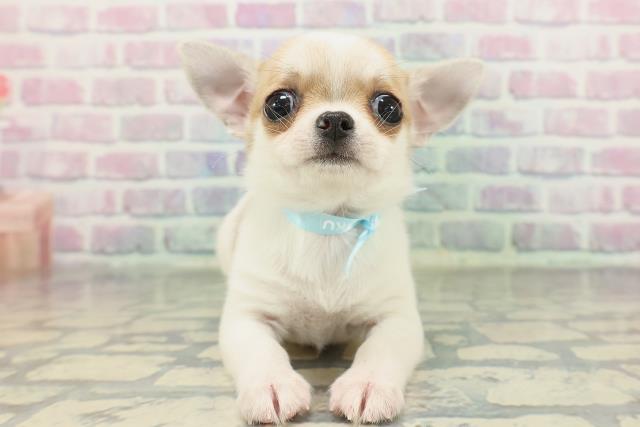 東京都のチワワ(スムース) (Coo&RIKU池袋西口店/2026年1月29日生まれ/男の子/ホワイトレッド)の子犬