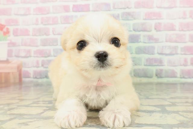 青森県のチワマル/マルチワ(チワワ×マルチーズ) (Coo&RIKU八戸店/2026年1月28日生まれ/女の子/クリームホワイト)の子犬