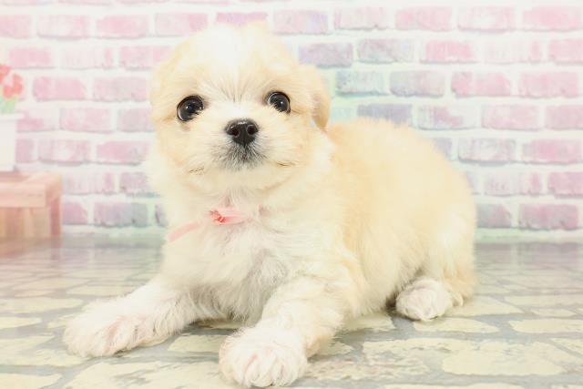 青森県のチワマル/マルチワ(チワワ×マルチーズ) (Coo&RIKU八戸店/2026年1月28日生まれ/女の子/クリームホワイト)の子犬の2枚目の画像