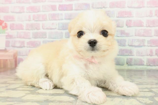 青森県のチワマル/マルチワ(チワワ×マルチーズ) (Coo&RIKU八戸店/2026年1月28日生まれ/女の子/クリームホワイト)の子犬の3枚目の画像