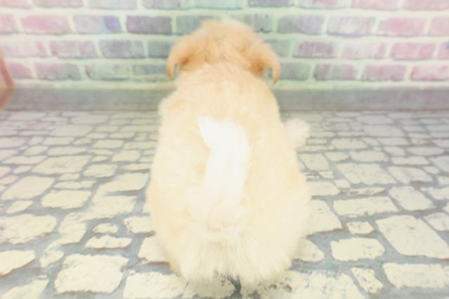 青森県のチワマル/マルチワ(チワワ×マルチーズ) (Coo&RIKU八戸店/2026年1月28日生まれ/女の子/クリームホワイト)の子犬の4枚目の画像