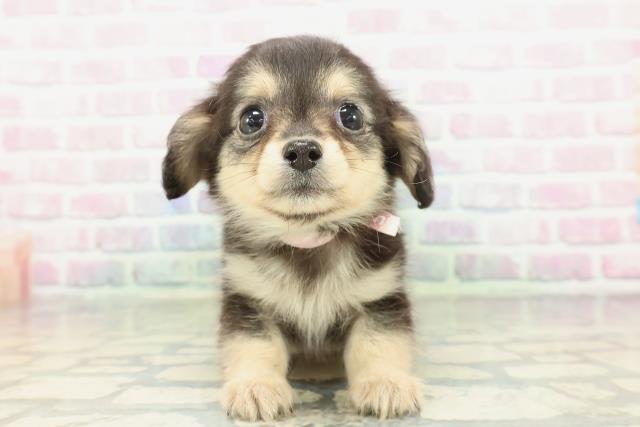 埼玉県のチワックス(チワワ×ダックス) (Coo&RIKU川口戸塚店/2026年1月28日生まれ/女の子/ブラックタンホワイト)の子犬の1枚目の画像