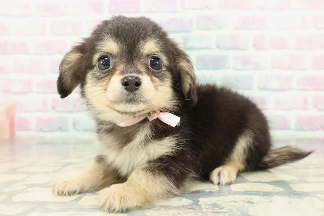 埼玉県のチワックス(チワワ×ダックス) (Coo&RIKU川口戸塚店/2026年1月28日生まれ/女の子/ブラックタンホワイト)の子犬の2枚目の画像