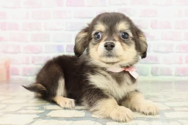 埼玉県のチワックス(チワワ×ダックス) (Coo&RIKU川口戸塚店/2026年1月28日生まれ/女の子/ブラックタンホワイト)の子犬の3枚目の画像