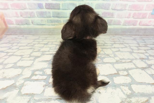 埼玉県のチワックス(チワワ×ダックス) (Coo&RIKU川口戸塚店/2026年1月28日生まれ/女の子/ブラックタンホワイト)の子犬の4枚目の画像