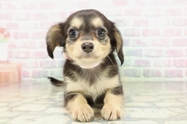 埼玉県のチワックス(チワワ×ダックス) (Coo&RIKU春日部店/2026年1月28日生まれ/女の子/ブラックタンホワイト)の子犬