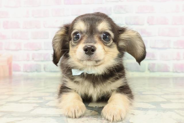 埼玉県のチワックス(チワワ×ダックス) (Coo&RIKU熊谷ニットーモール店/2026年1月28日生まれ/男の子/ブラックタンホワイト)の子犬