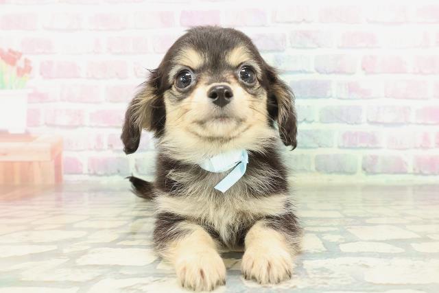 青森県のチワックス(チワワ×ダックス) (Coo&RIKU八戸店/2026年1月28日生まれ/男の子/ブラックタンホワイト)の子犬