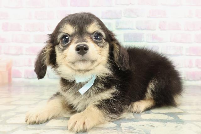 青森県のチワックス(チワワ×ダックス) (Coo&RIKU八戸店/2026年1月28日生まれ/男の子/ブラックタンホワイト)の子犬の2枚目の画像