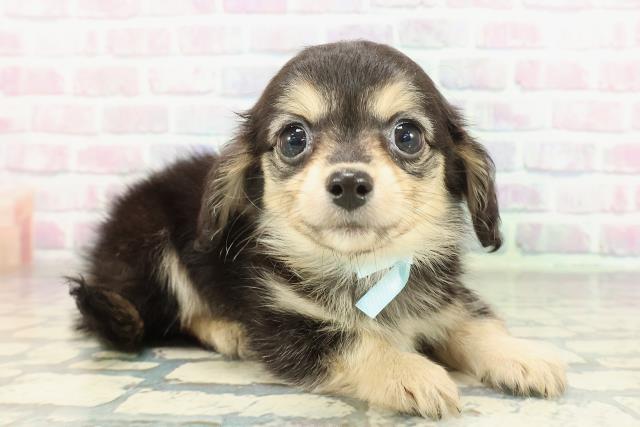 青森県のチワックス(チワワ×ダックス) (Coo&RIKU八戸店/2026年1月28日生まれ/男の子/ブラックタンホワイト)の子犬の3枚目の画像