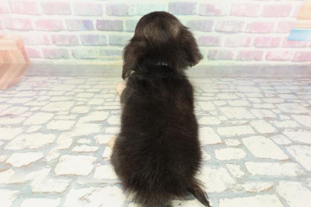 青森県のチワックス(チワワ×ダックス) (Coo&RIKU八戸店/2026年1月28日生まれ/男の子/ブラックタンホワイト)の子犬の4枚目の画像