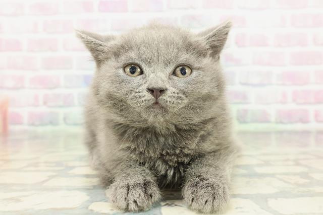 東京都のブリティッシュショートヘアー (Coo&RIKU広尾店/2026年2月2日生まれ/男の子/ブルー)の子猫の1枚目の画像