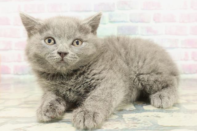 東京都のブリティッシュショートヘアー (Coo&RIKU広尾店/2026年2月2日生まれ/男の子/ブルー)の子猫の2枚目の画像