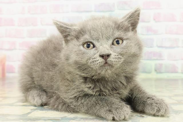 東京都のブリティッシュショートヘアー (Coo&RIKU広尾店/2026年2月2日生まれ/男の子/ブルー)の子猫の3枚目の画像