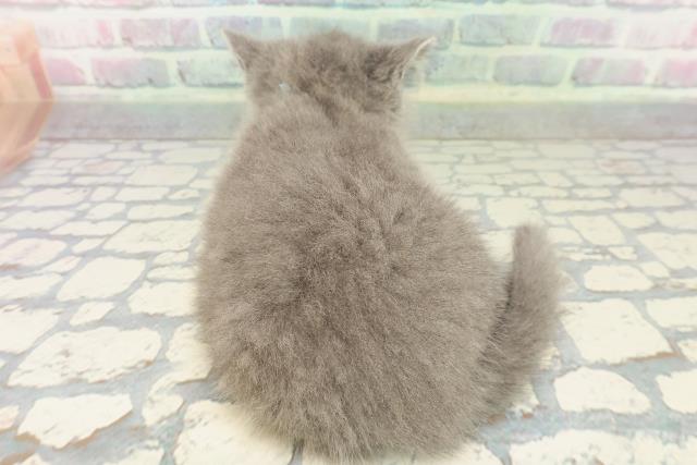 東京都のブリティッシュショートヘアー (Coo&RIKU広尾店/2026年2月2日生まれ/男の子/ブルー)の子猫の4枚目の画像