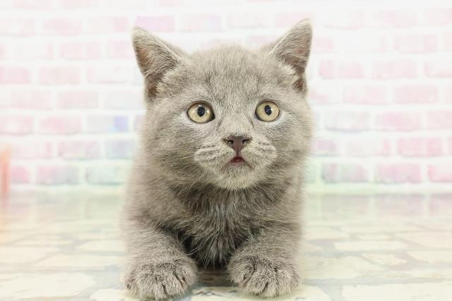 東京都のブリティッシュショートヘアー (Coo&RIKU赤坂店/2026年2月2日生まれ/男の子/ブルー)の子猫