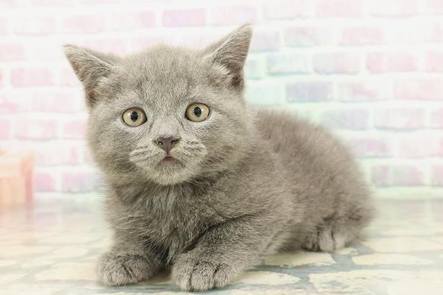 東京都のブリティッシュショートヘアー (Coo&RIKU赤坂店/2026年2月2日生まれ/男の子/ブルー)の子猫の2枚目の画像