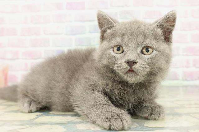 東京都のブリティッシュショートヘアー (Coo&RIKU赤坂店/2026年2月2日生まれ/男の子/ブルー)の子猫の3枚目の画像