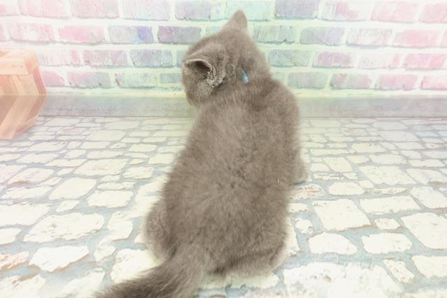 東京都のブリティッシュショートヘアー (Coo&RIKU赤坂店/2026年2月2日生まれ/男の子/ブルー)の子猫の4枚目の画像