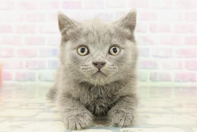 東京都のブリティッシュショートヘアー (Coo&RIKU自由が丘店/2026年2月2日生まれ/男の子/ブルー)の子猫