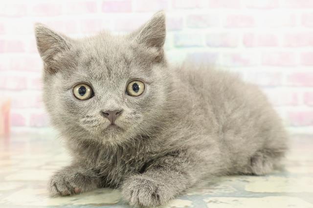 東京都のブリティッシュショートヘアー (Coo&RIKU自由が丘店/2026年2月2日生まれ/男の子/ブルー)の子猫の2枚目の画像