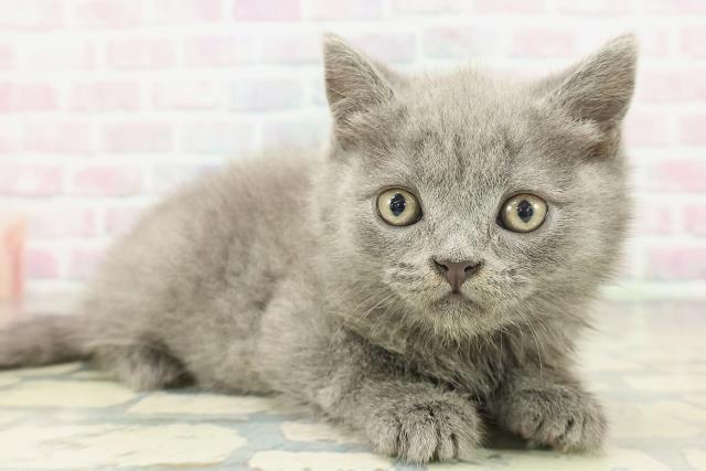 東京都のブリティッシュショートヘアー (Coo&RIKU自由が丘店/2026年2月2日生まれ/男の子/ブルー)の子猫の3枚目の画像