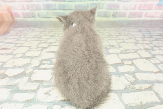 東京都のブリティッシュショートヘアー (Coo&RIKU自由が丘店/2026年2月2日生まれ/男の子/ブルー)の子猫の4枚目の画像