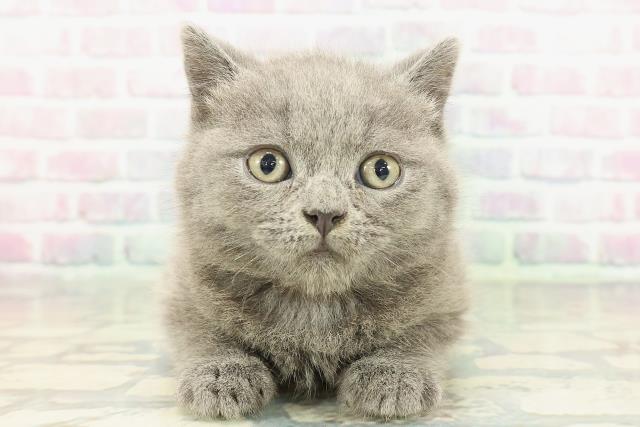 東京都のブリティッシュショートヘアー (Coo&RIKU浅草店/2026年2月2日生まれ/女の子/ブルー)の子猫