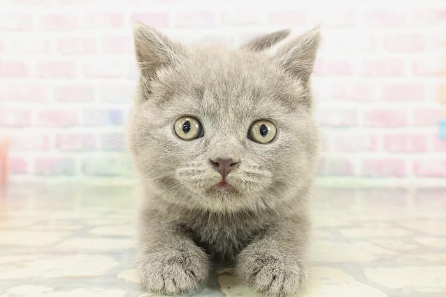 2026年2月2日生まれのブリティッシュショートヘアー