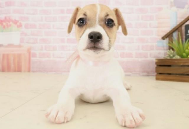 福岡県のジャックラッセルテリア (Coo&RIKUフォレストシティ春日店/2025年10月16日生まれ/女の子/ホワイトタン)の子犬の1枚目の画像