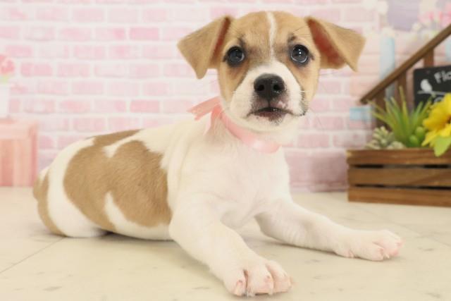 福岡県のジャックラッセルテリア (Coo&RIKUフォレストシティ春日店/2025年10月16日生まれ/女の子/ホワイトタン)の子犬の2枚目の画像