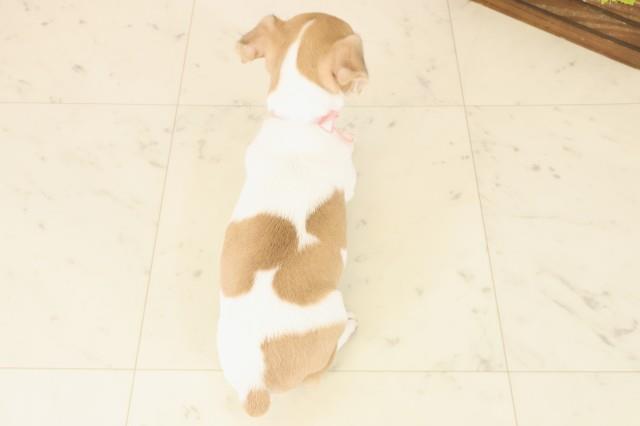福岡県のジャックラッセルテリア (Coo&RIKUフォレストシティ春日店/2025年10月16日生まれ/女の子/ホワイトタン)の子犬の4枚目の画像