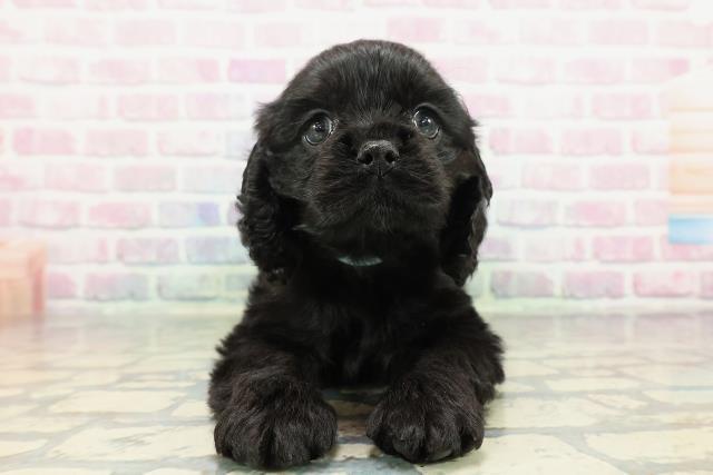 北海道のアメリカンコッカースパニエル (Coo&RIKU札幌東店/2025年12月30日生まれ/女の子/ブラック)の子犬の1枚目の画像