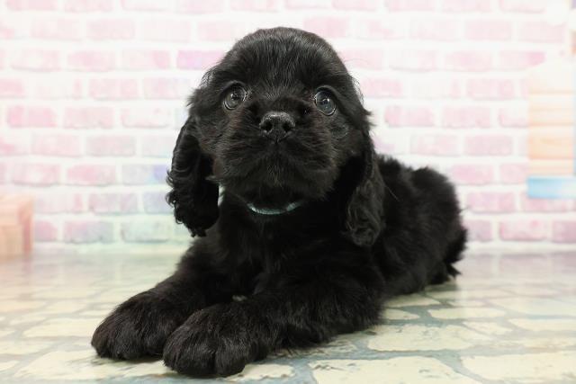 北海道のアメリカンコッカースパニエル (Coo&RIKU札幌東店/2025年12月30日生まれ/女の子/ブラック)の子犬の2枚目の画像