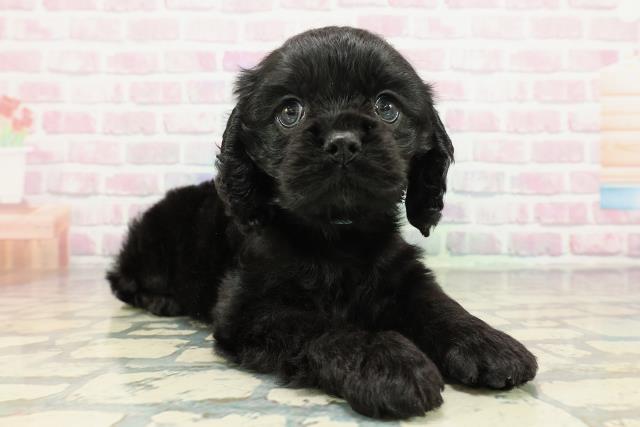 北海道のアメリカンコッカースパニエル (Coo&RIKU札幌東店/2025年12月30日生まれ/女の子/ブラック)の子犬の3枚目の画像