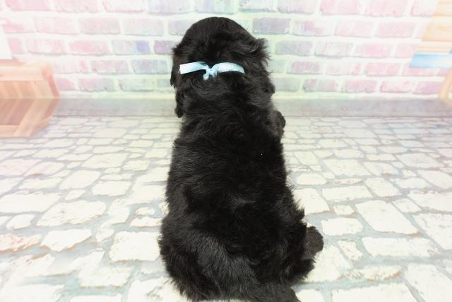 北海道のアメリカンコッカースパニエル (Coo&RIKU札幌東店/2025年12月30日生まれ/女の子/ブラック)の子犬の4枚目の画像